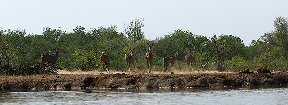at Mashatu game reserve