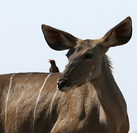 at Mashatu game reserve