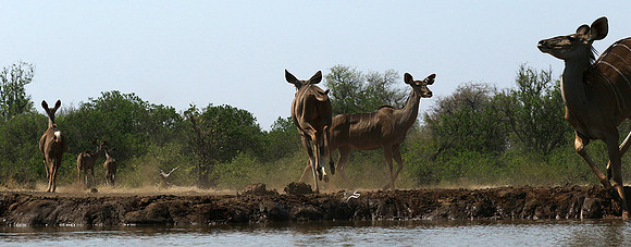 at Mashatu game reserve