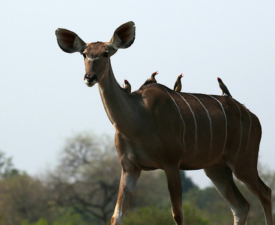at Mashatu game reserve