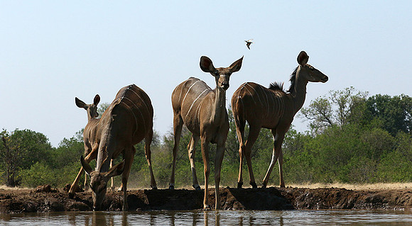 at Mashatu game reserve