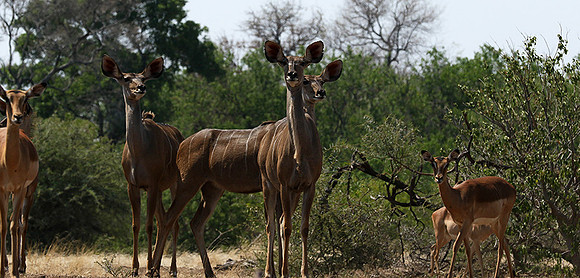 at Mashatu game reserve