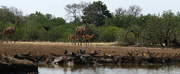 Kudu (koudou) at Mashatu game reserve