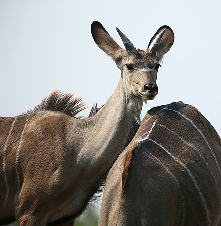 at Mashatu game reserve