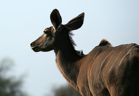at Mashatu game reserve
