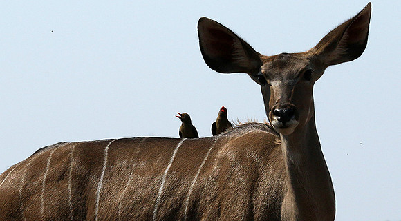 at Mashatu game reserve