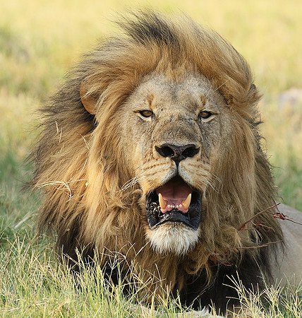Duba Plains