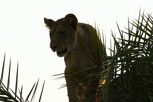 Duba Plains
