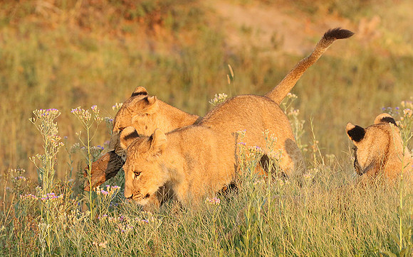 Duba Plains