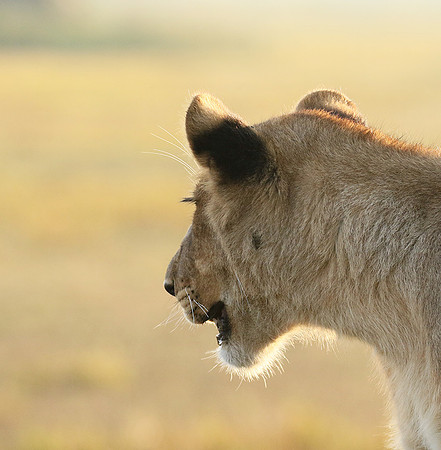 Duba Plains