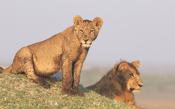 Duba Plains