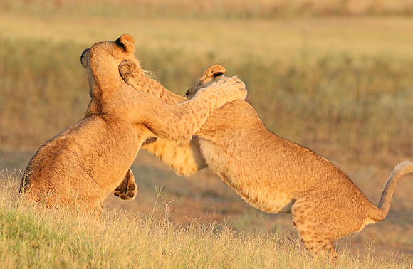 Duba Plains