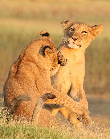 Duba Plains