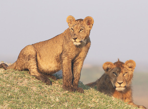 Duba Plains