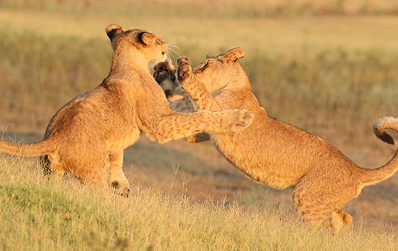 Duba Plains
