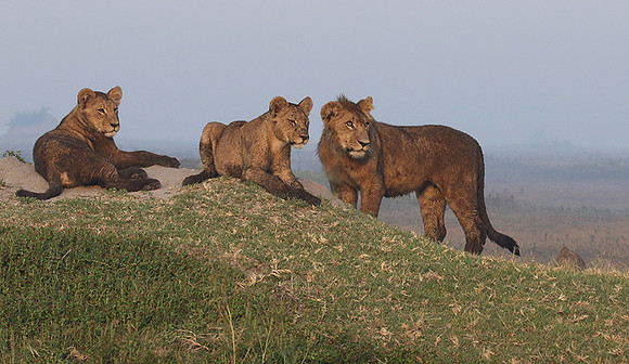 Duba Plains
