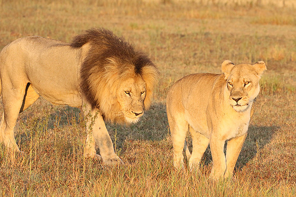 Duba Plains
