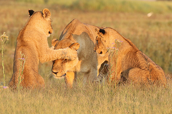Duba Plains