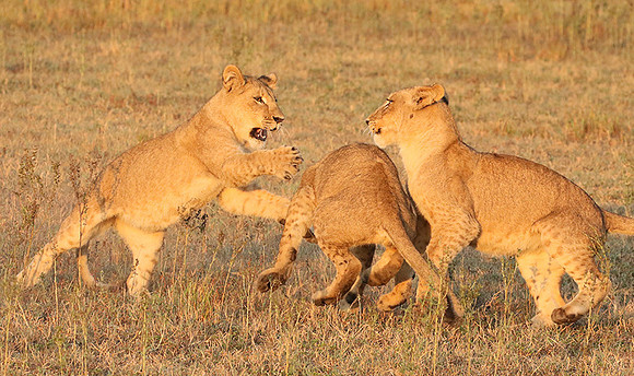 Duba Plains
