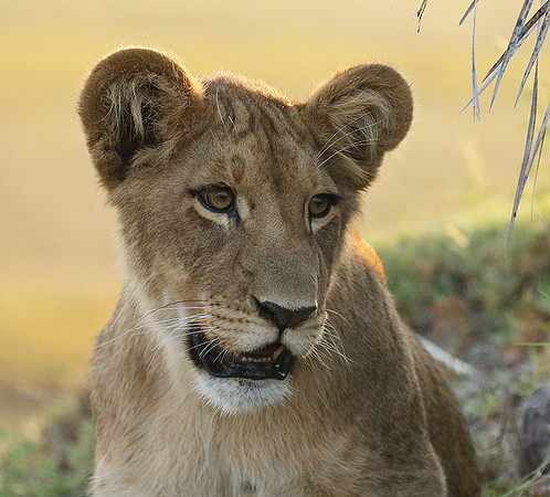 Duba Plains