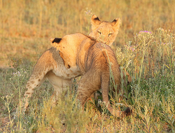 Duba Plains