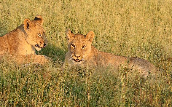 Duba Plains