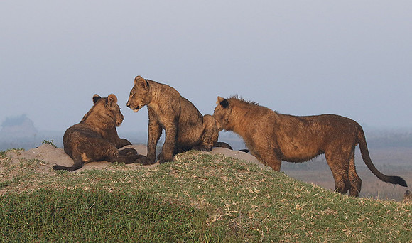 Duba Plains