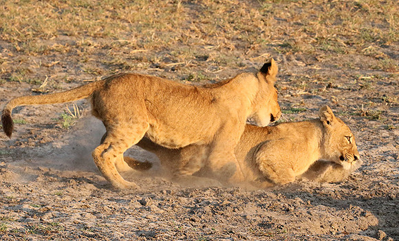 Duba Plains