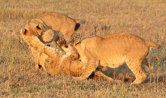 Duba Plains