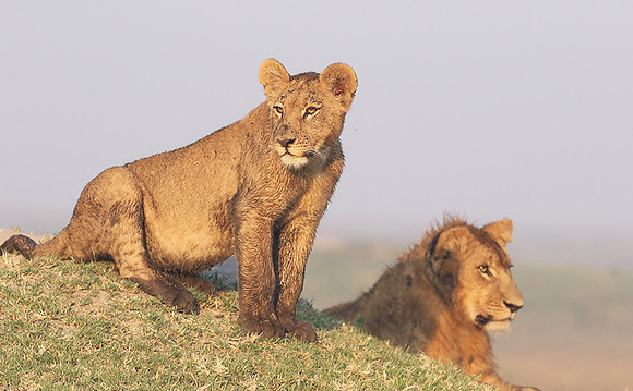 Duba Plains