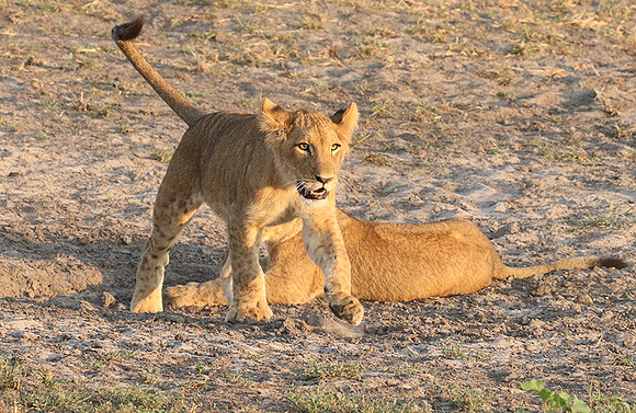 Duba Plains