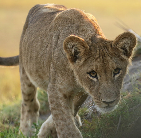 Duba Plains