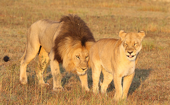 Duba Plains