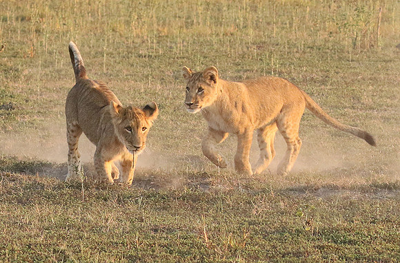 Duba Plains
