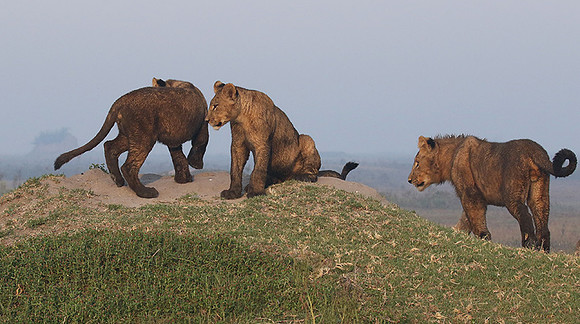 Duba Plains