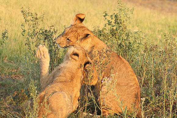 Duba Plains
