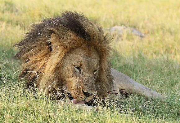 Duba Plains