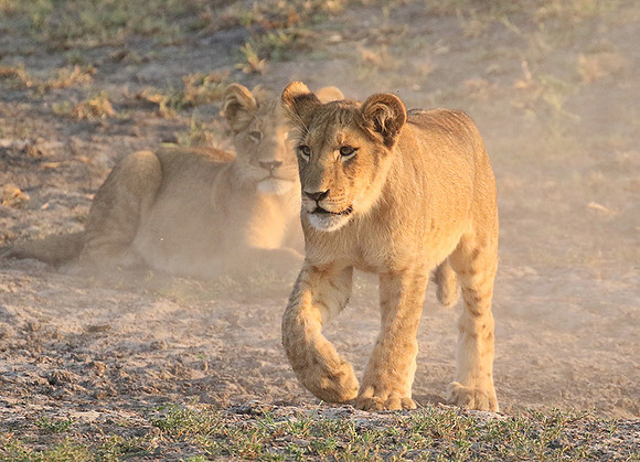 Duba Plains