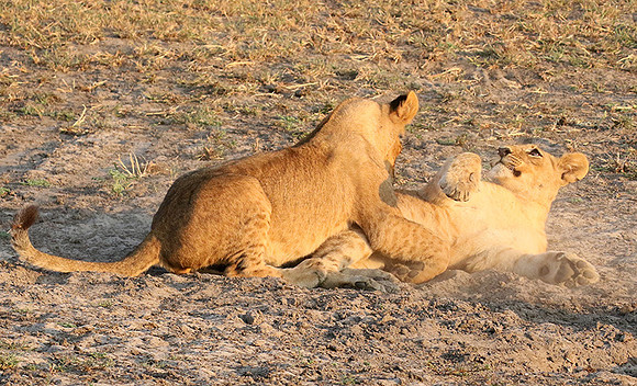 Duba Plains