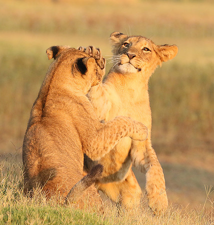 Duba Plains