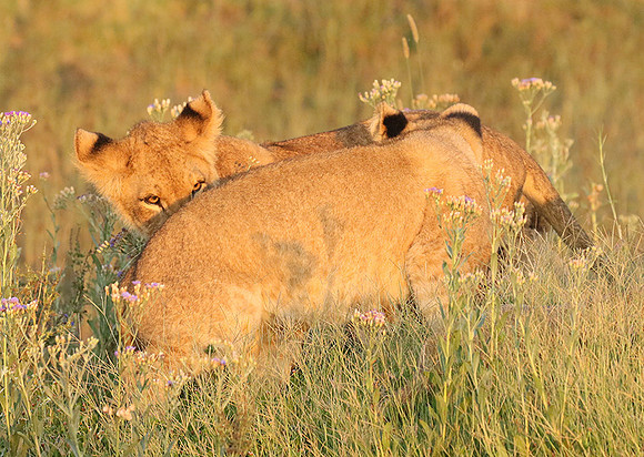 Duba Plains