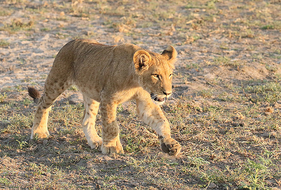 Duba Plains
