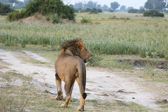 Duba Plains