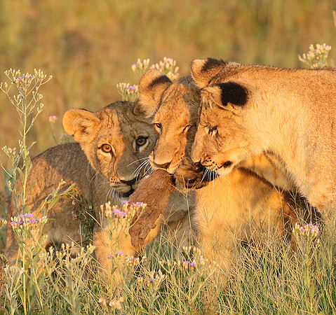 Duba Plains