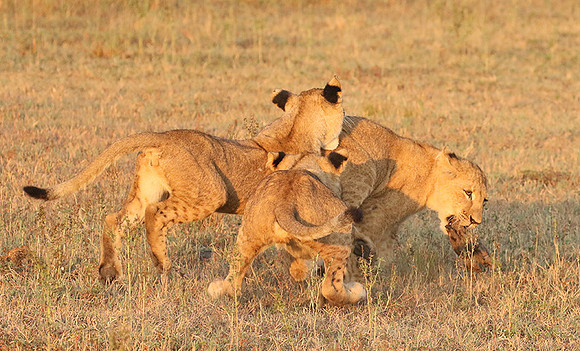 Duba Plains