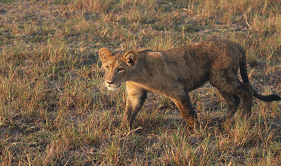 Duba Plains