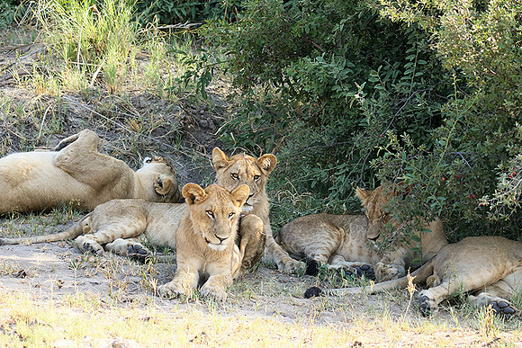 Duba Plains