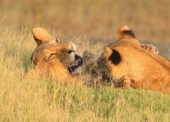 Duba Plains