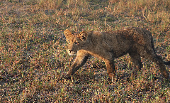 Duba Plains