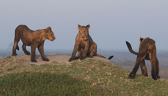 Duba Plains